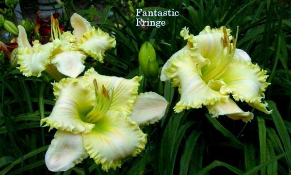 fantastic fringe